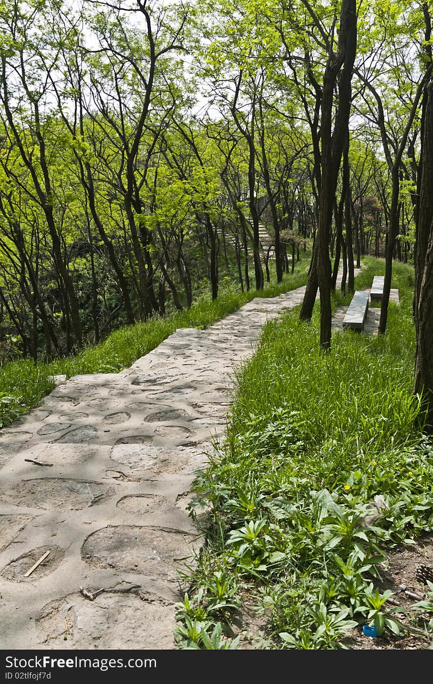 A hiking trail in grove