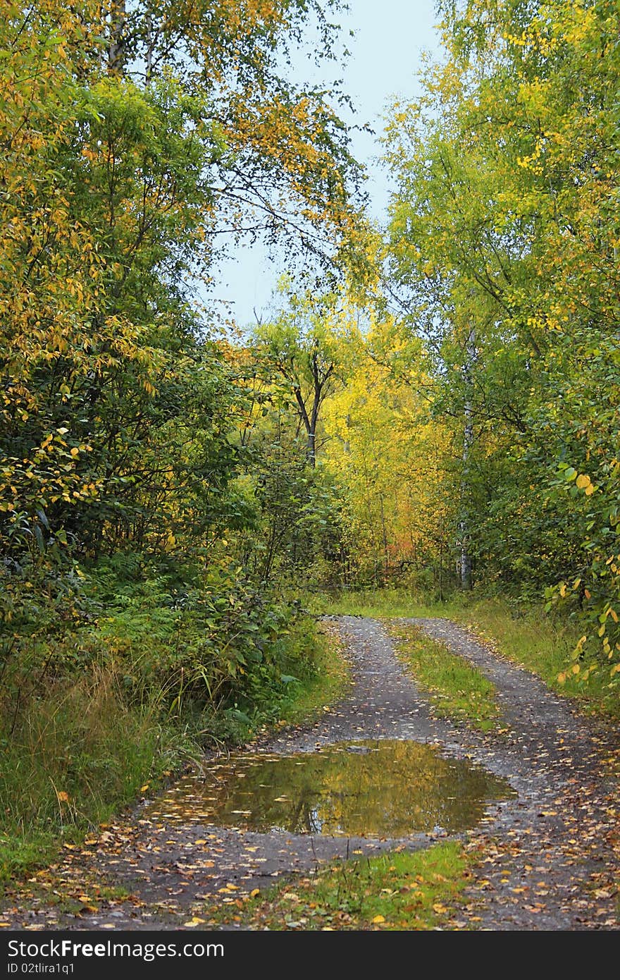 Autumn forest landscape: country road, pool, fallen leaves