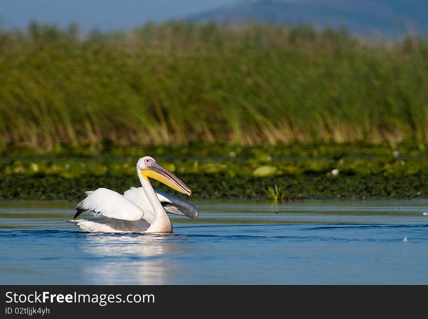 White Pelican Taking off