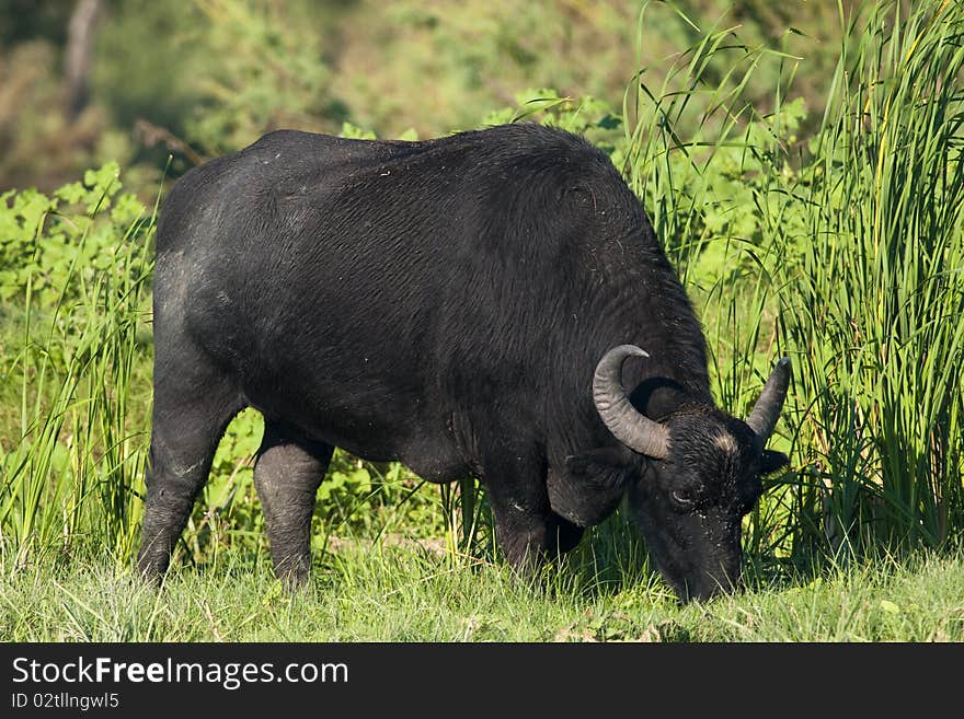 Water Buffalo (female) grazing