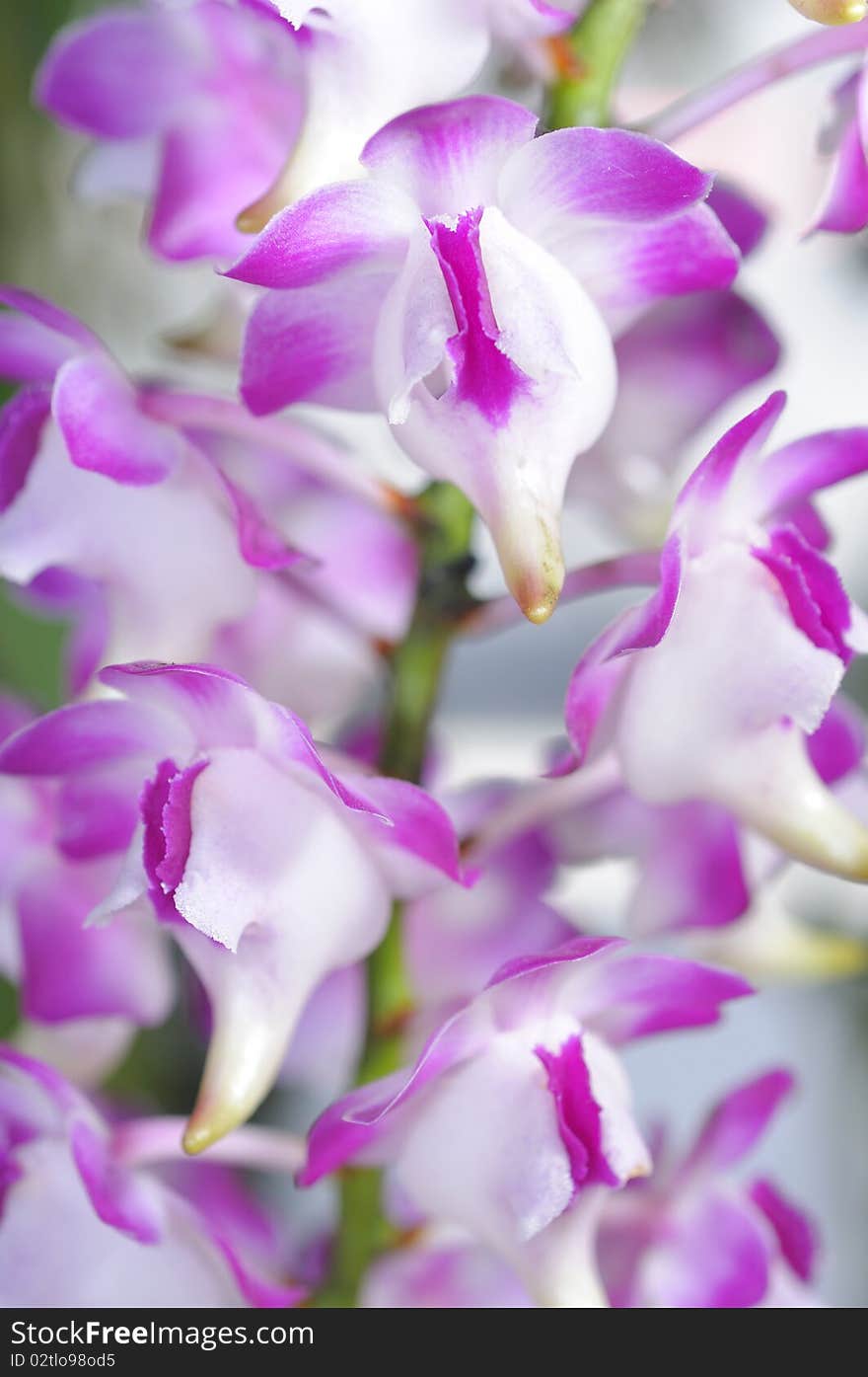 Thai orchids grown as ornamental plants.