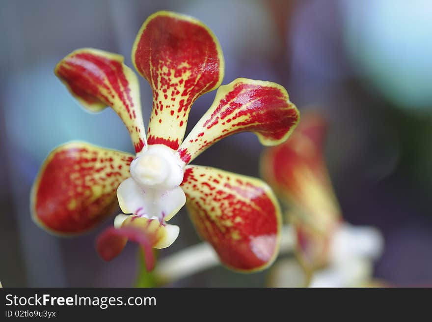 Thai orchids grown as ornamental plants.