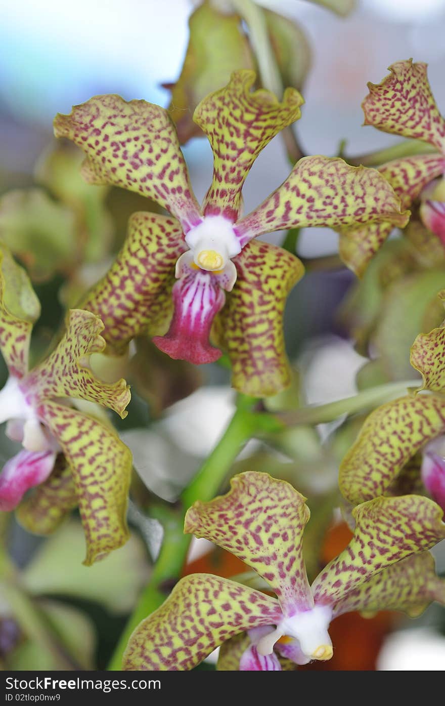 Thai orchids grown as ornamental plants.