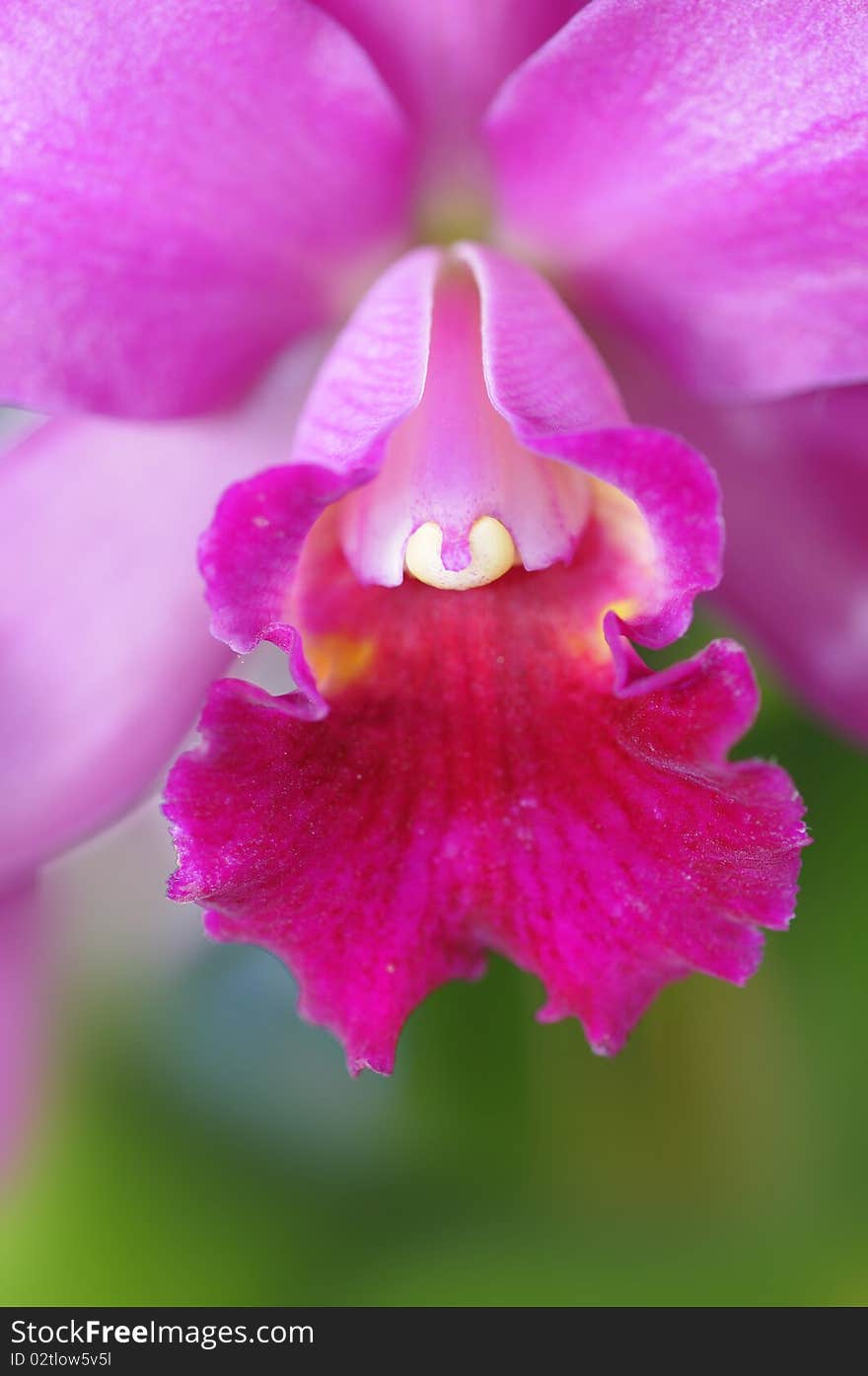 Thai orchids grown as ornamental plants.