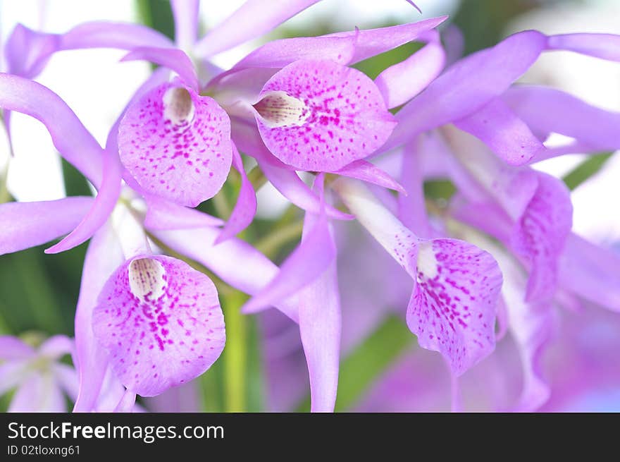 Thai orchids grown as ornamental plants.