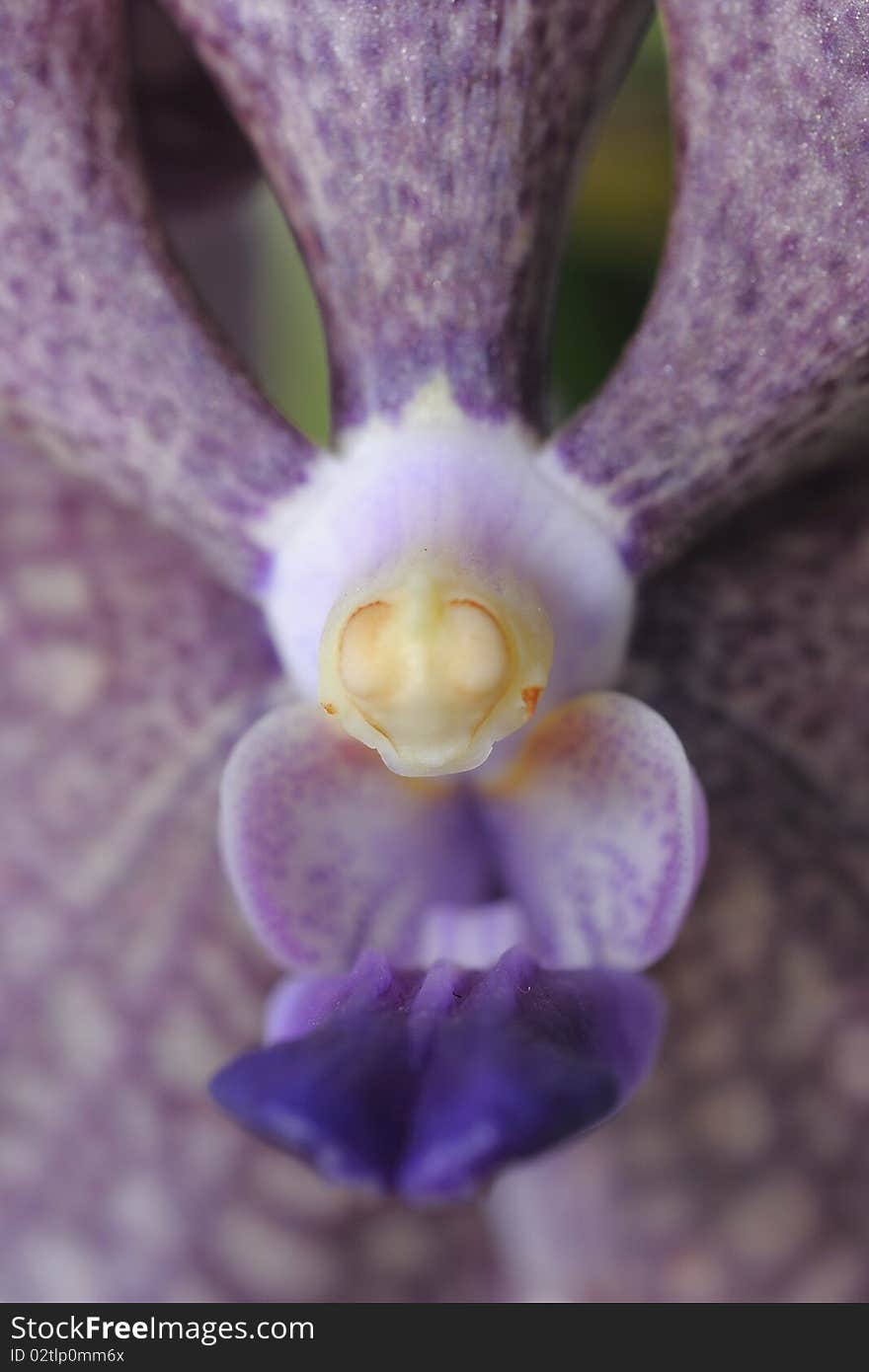 Thai orchids grown as ornamental plants.