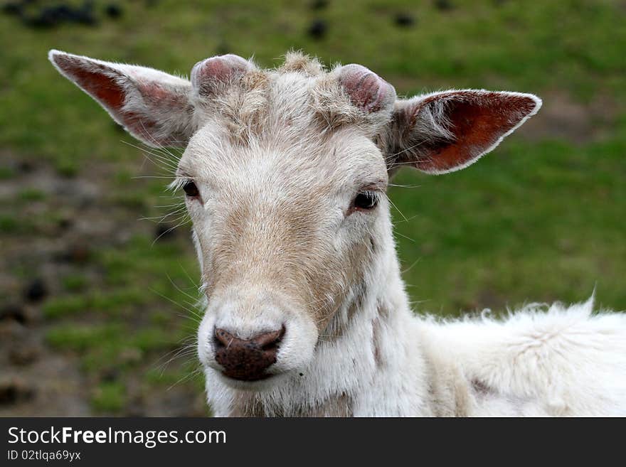 Albino Deer