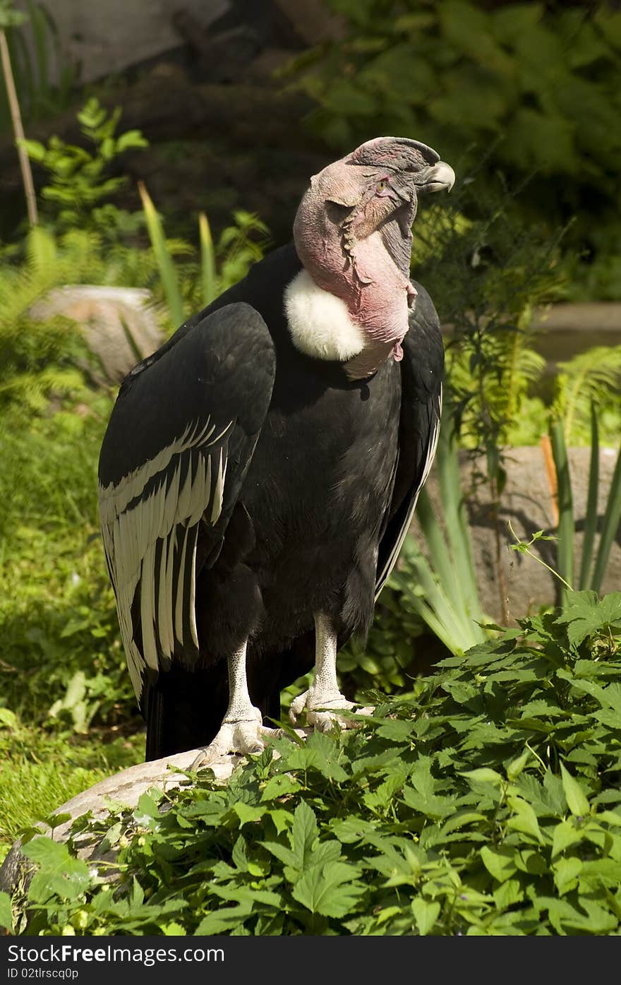 Vulture dries its wings