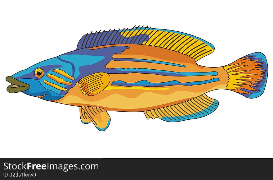 Fish cuckoo wrasse