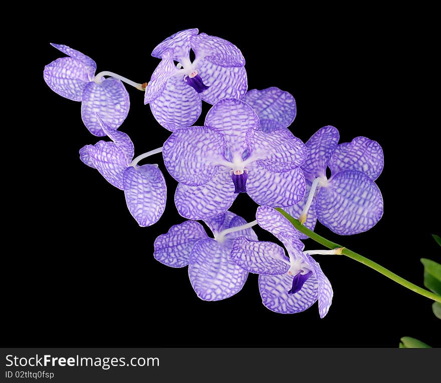 Beautiful Orchid