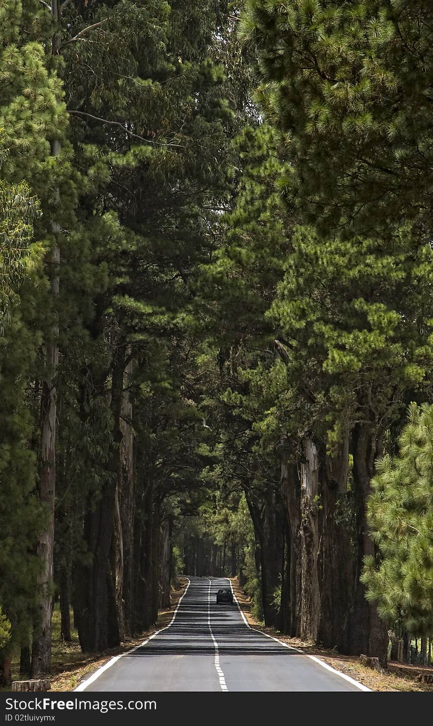 Lonely car on forest road.