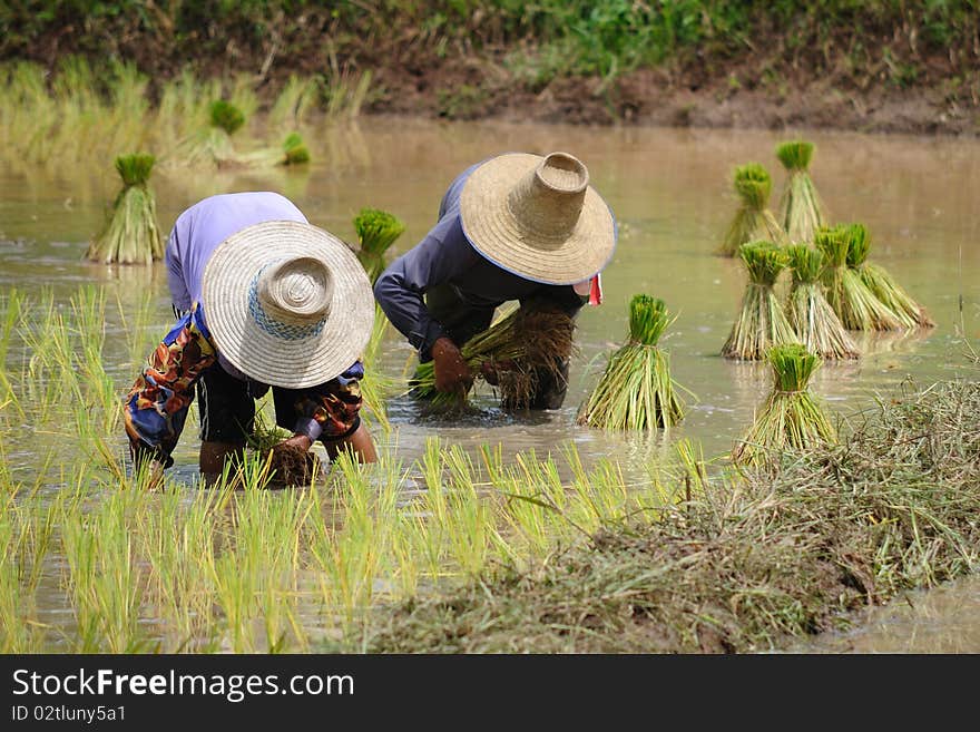 Farmer plants rice in the rice field, Thailand. Farmer plants rice in the rice field, Thailand