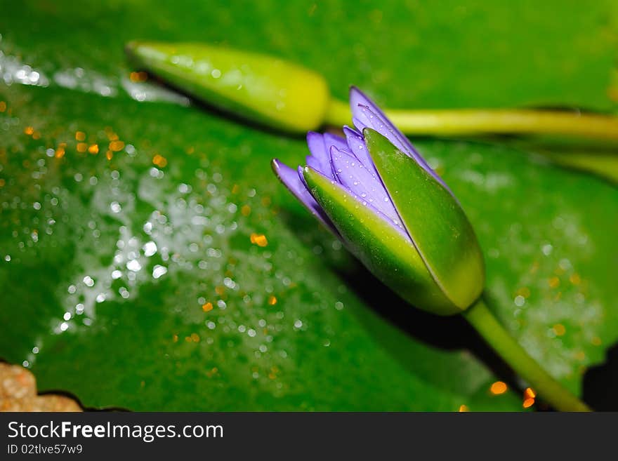 Violet Lotus in green leaf background.