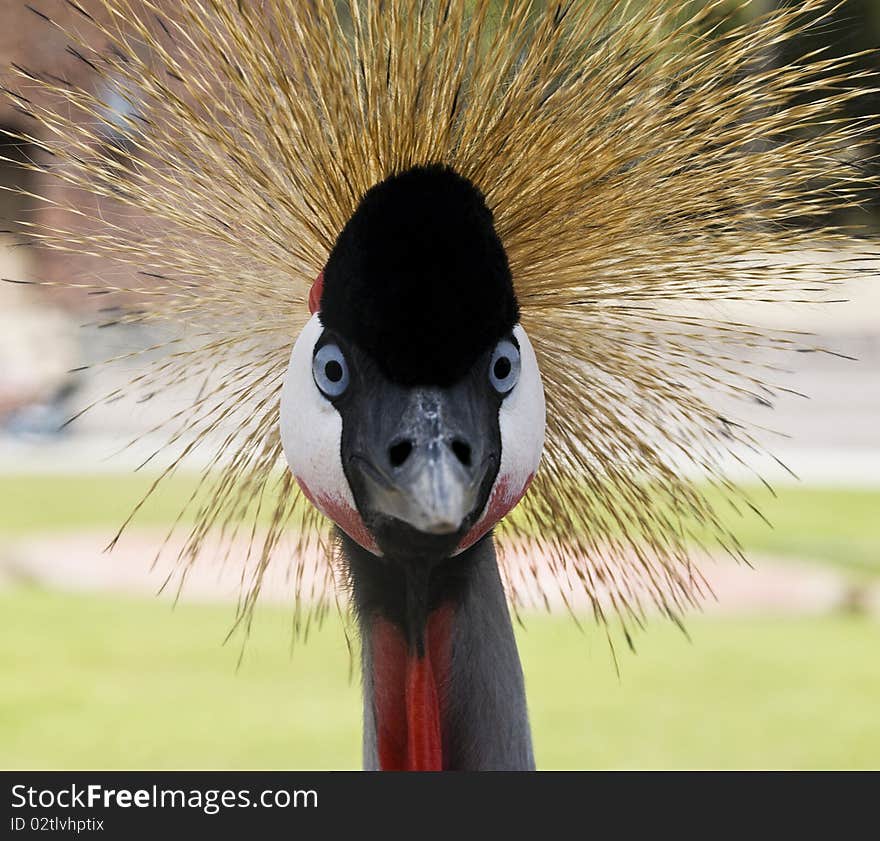 Black Crowned Crane. The Look.