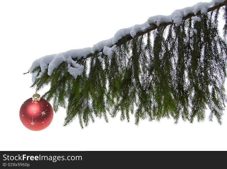 Branch of tree isolated on white background