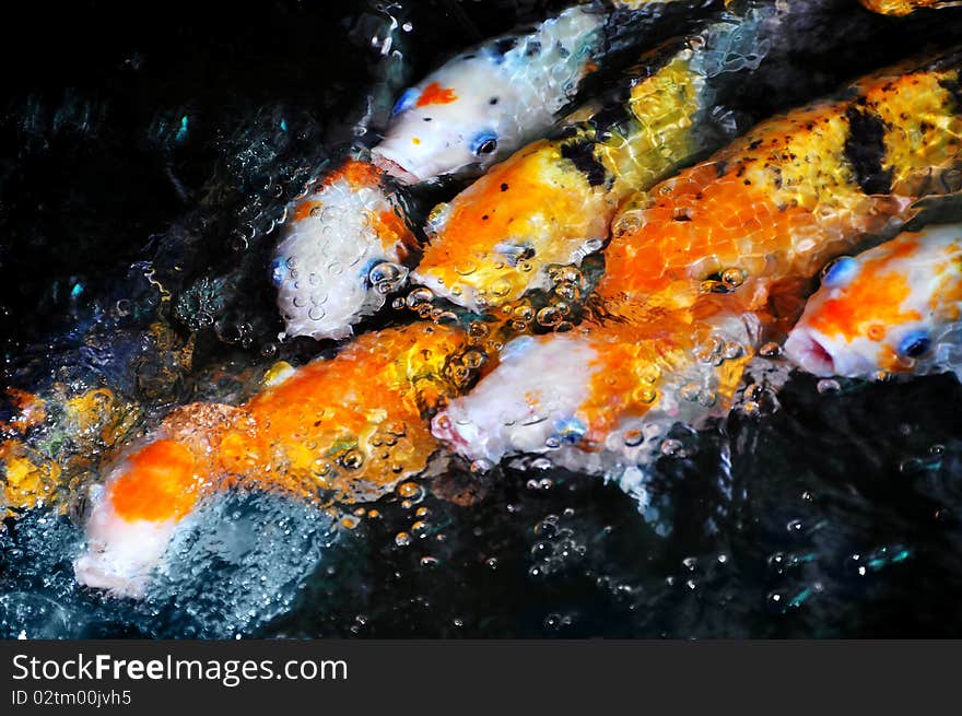 Koi Fish