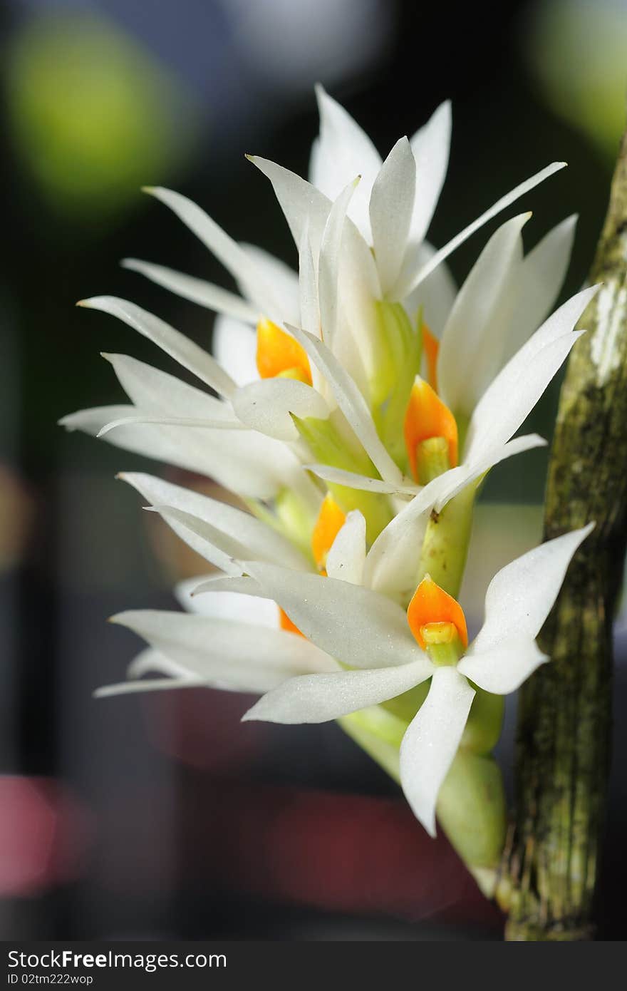 Thai orchids grown as ornamental plants.