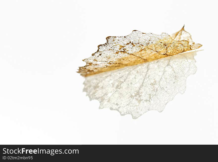 Single skeleton leaf isolated on white in studio