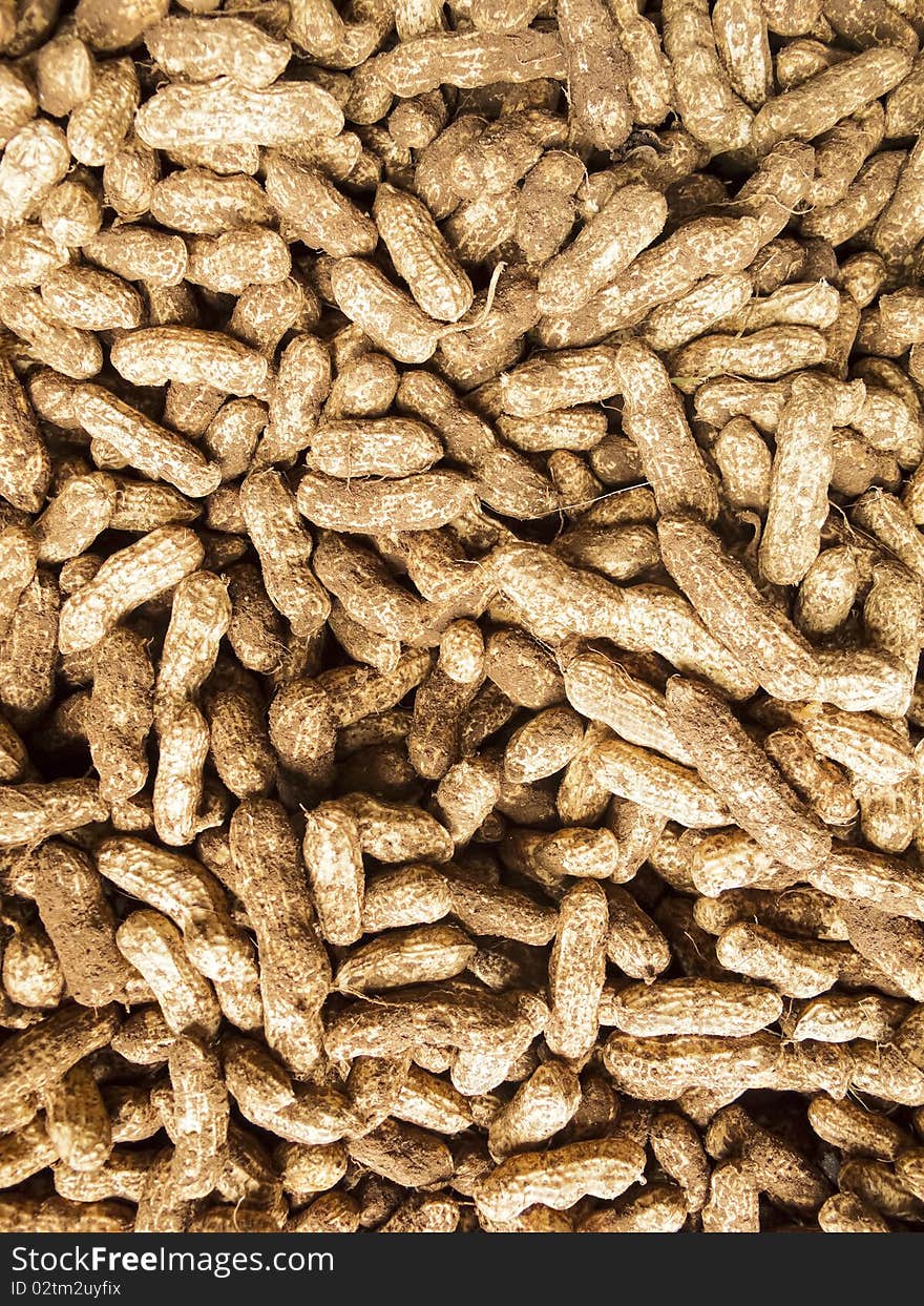 Newly harvested peanuts; soil still in shell