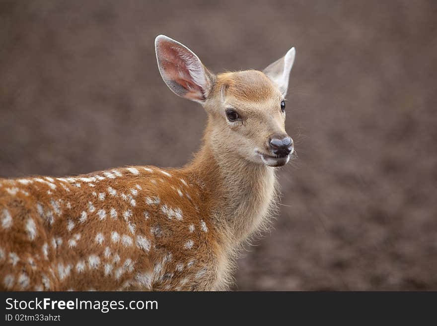 Spotted deer