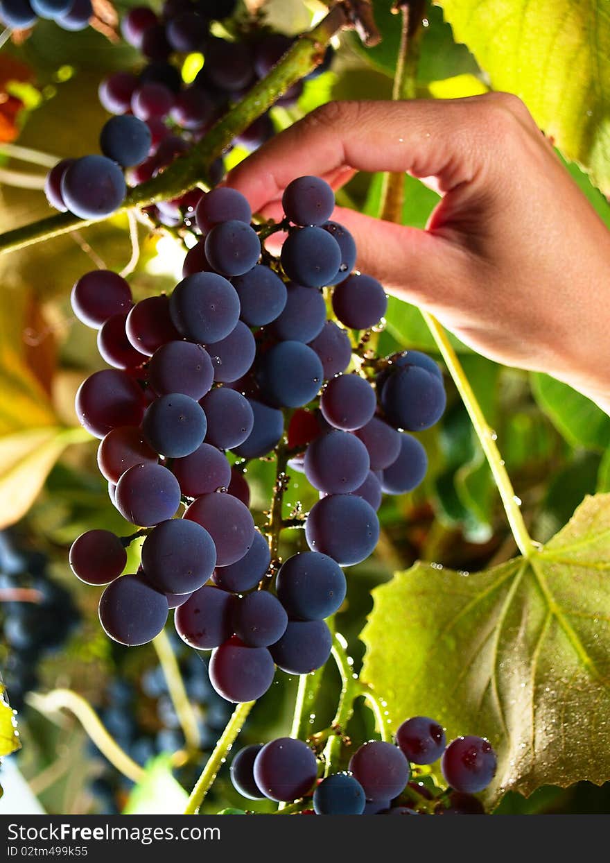 Female hand picks sweet grapes in italian vineyard. Female hand picks sweet grapes in italian vineyard