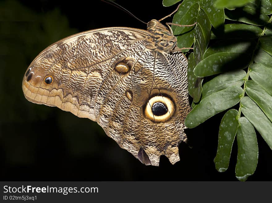 A very colorful butterfly closeup.