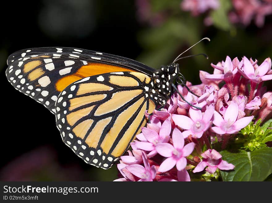 Butterfly closeup.