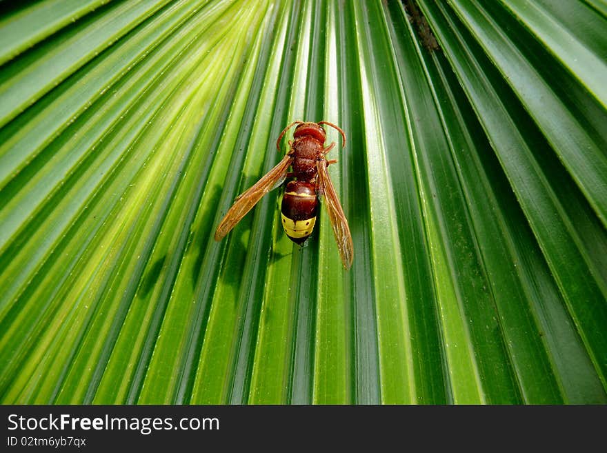 Bee on a converging leaf