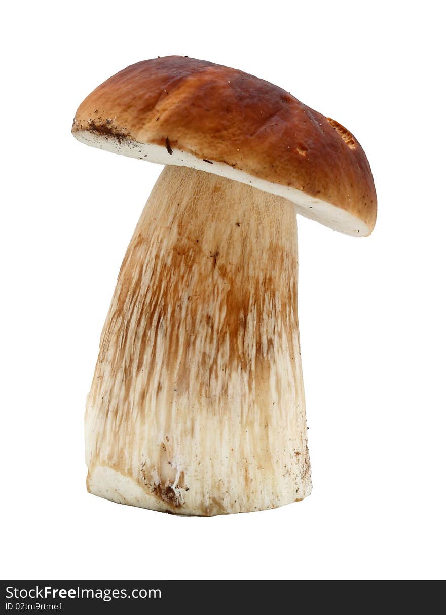 One cep on a white background. One cep on a white background