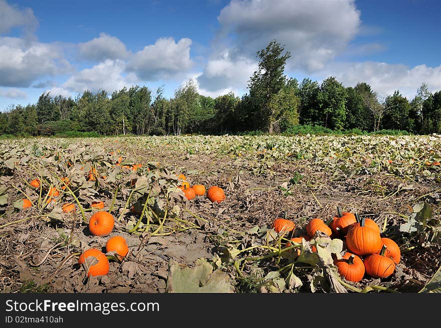 Harvest in a field of pumpkins in early fall