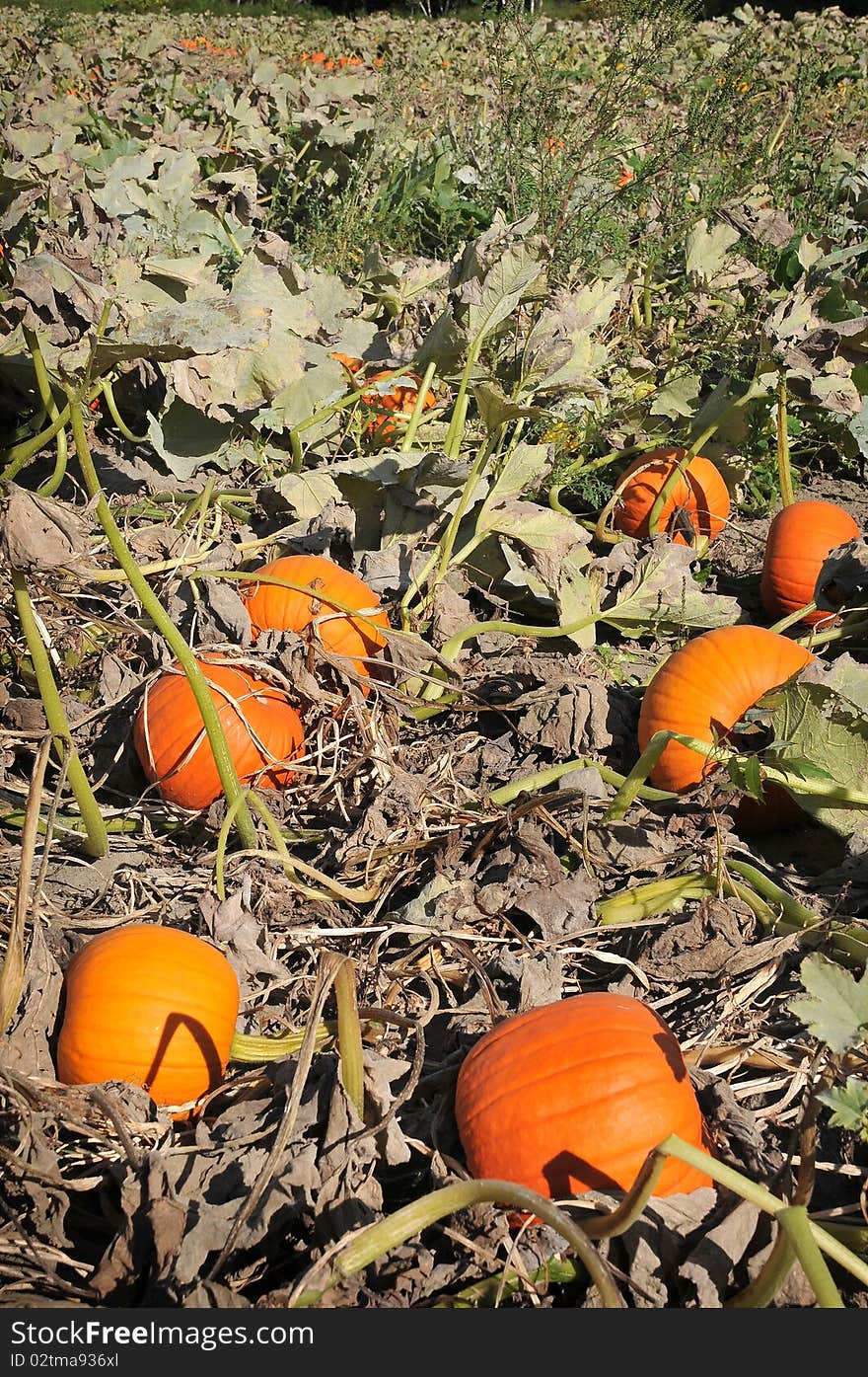 Harvest in a field of small pumpkins in early fall