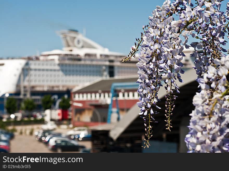 Flowering plant in the background of a cruise ship in port