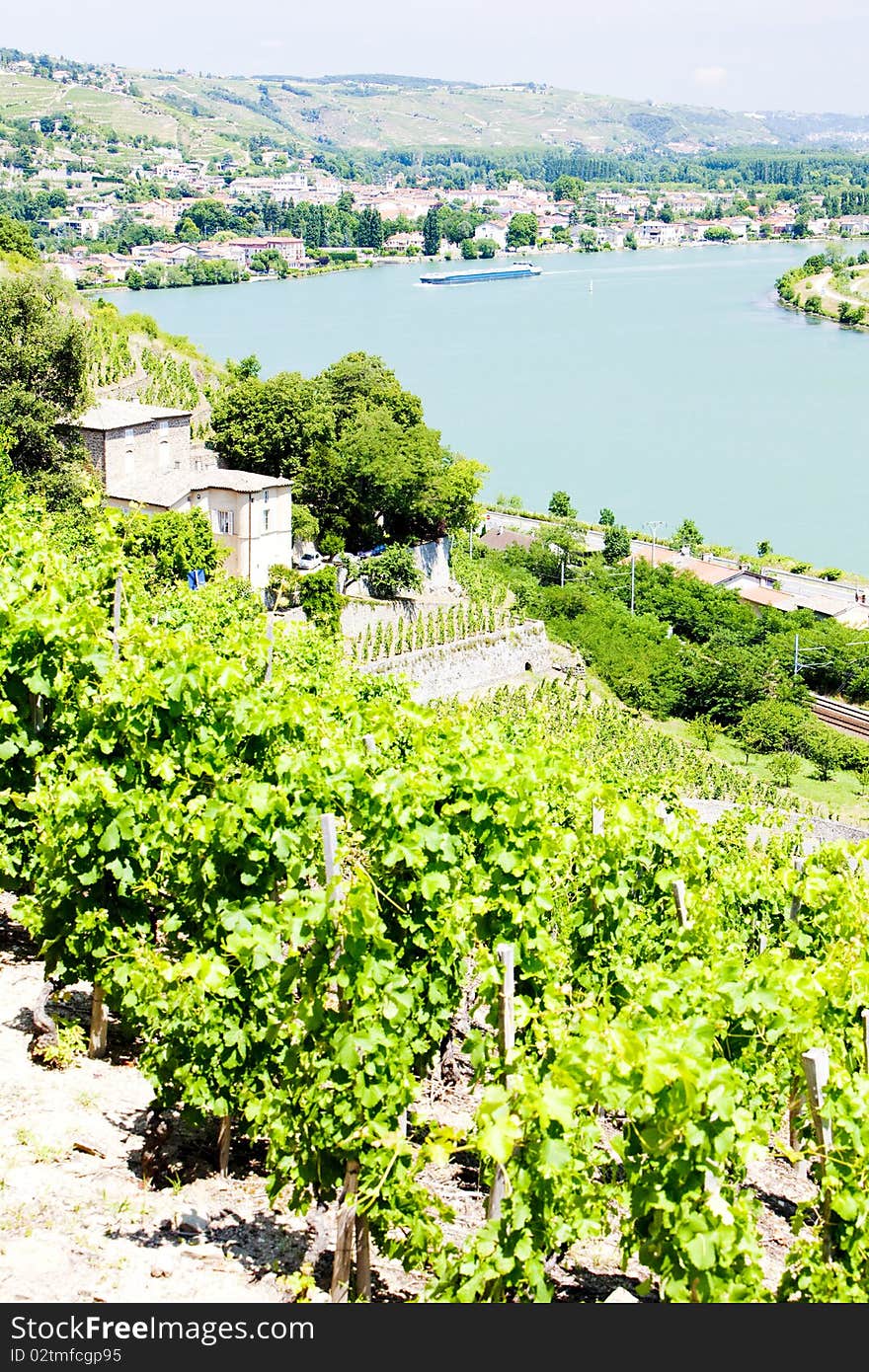 Vineyard in France