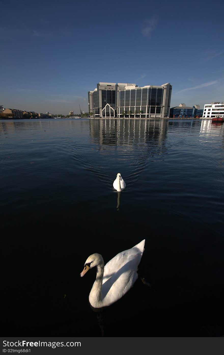 Two White Swans Swimming in London's Docklands. Two White Swans Swimming in London's Docklands