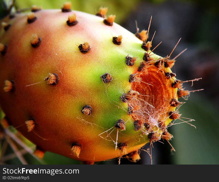 Cactus fruit ripe in sweet tasty and fragrant spiky on top and flavorful inside