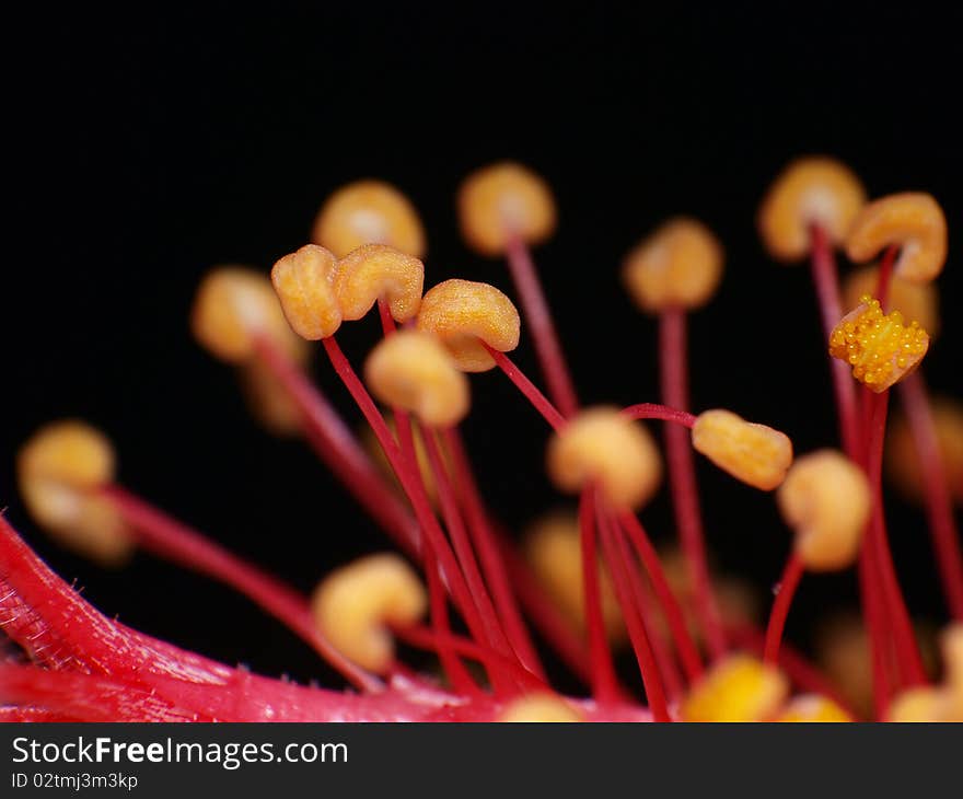 The Stamen of a floral (Shrubalthea), shot by a 4:1 macro lens. The Stamen of a floral (Shrubalthea), shot by a 4:1 macro lens.