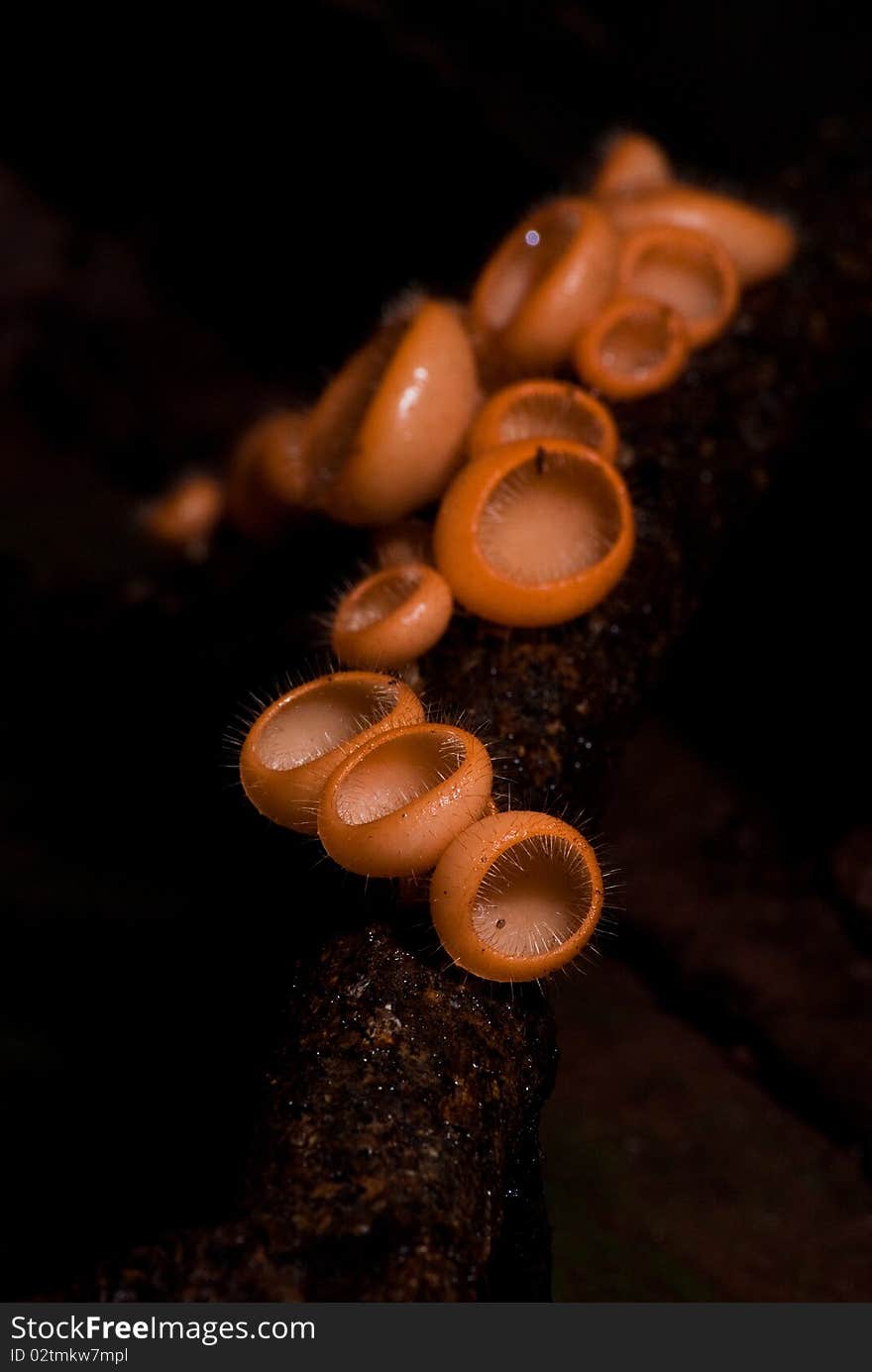 A group of Champagne mushroom