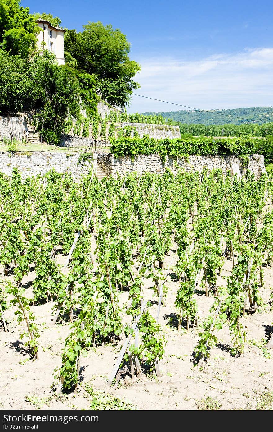 Vineyard of Chateau Grillet