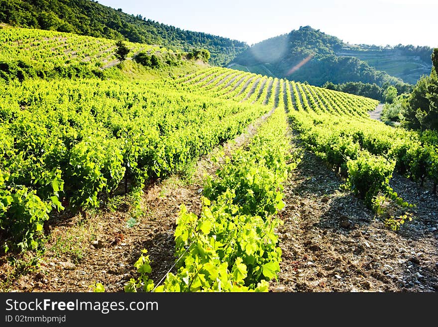 Vineyards In Provence