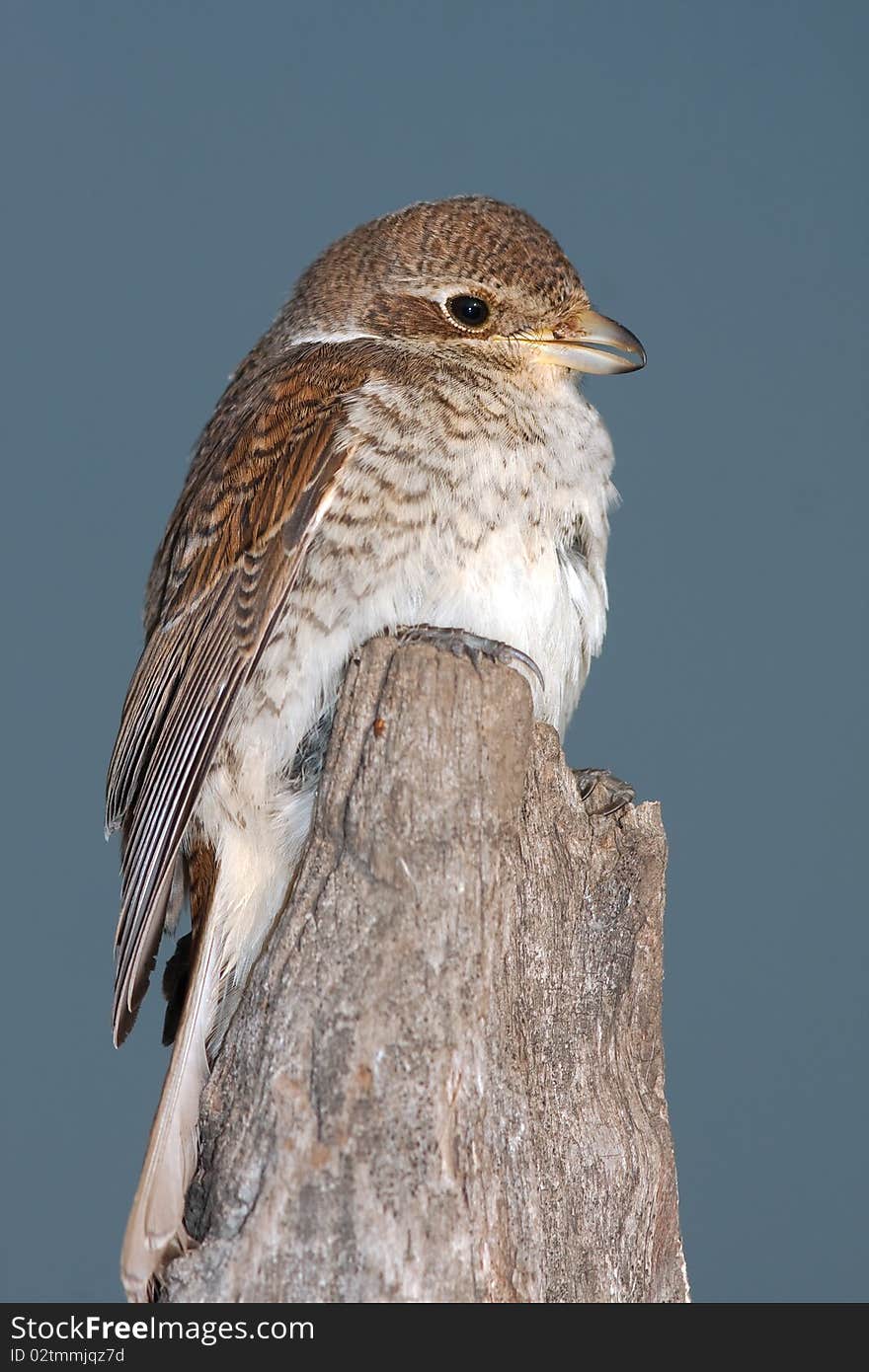 Red backed Shrike against the blue sky / Lanius collurio. Red backed Shrike against the blue sky / Lanius collurio