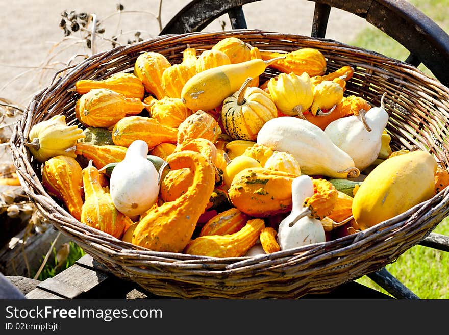 Still life of pumpkins in basket