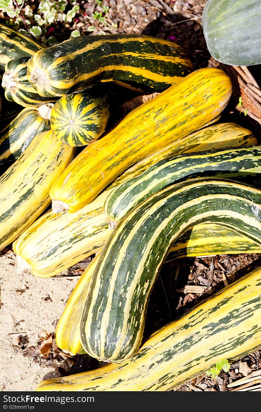 Still life of green and yellow pumpkins