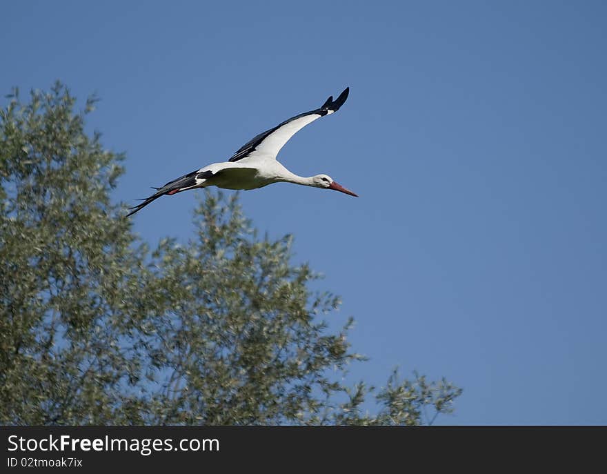 Stork in flight above the trees of the north Italia. Stork in flight above the trees of the north Italia