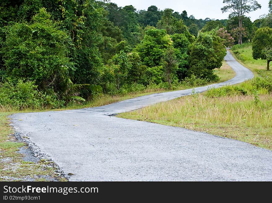 Its a long  road with green of tree