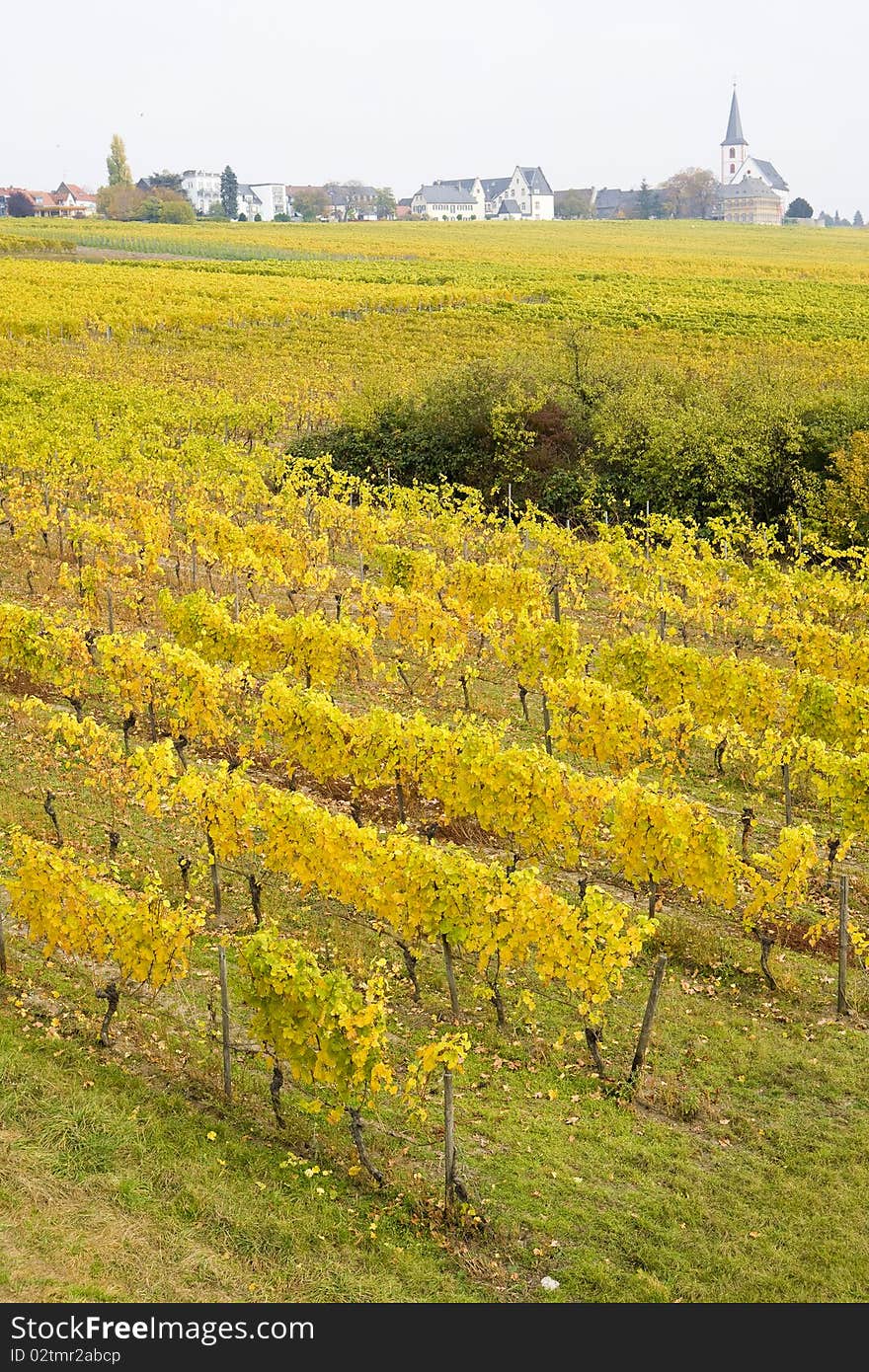 Village of Hochheim with autumnal vineyard, Rheingau, Germany