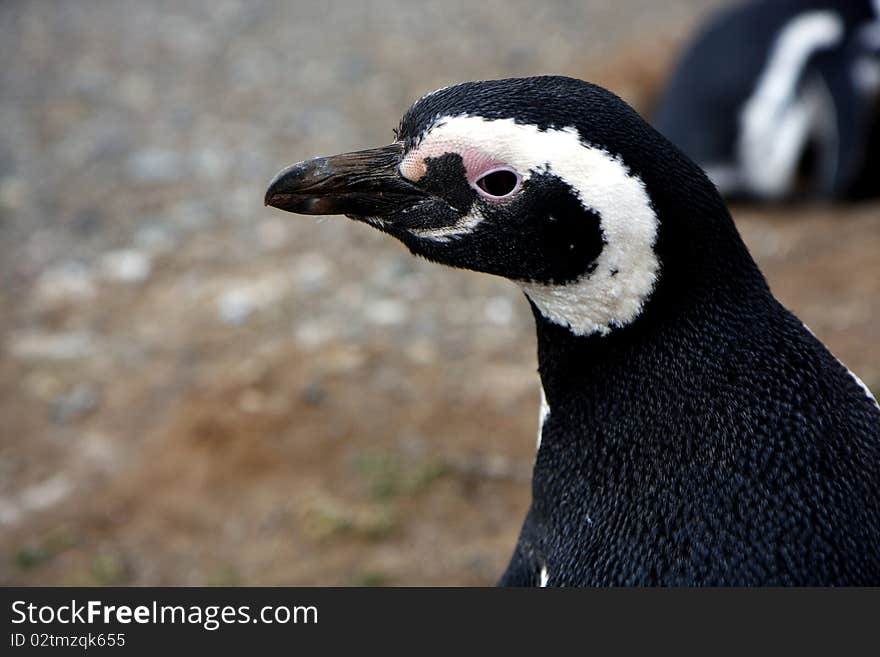 Magellan penguins on an island