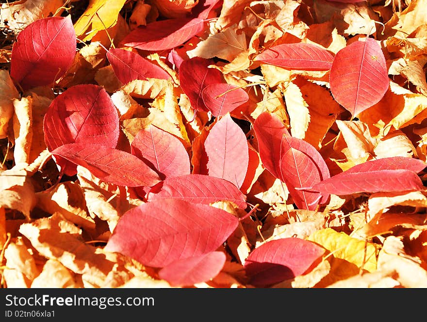 Abstract autumn leaf background for multiple uses. Abstract autumn leaf background for multiple uses