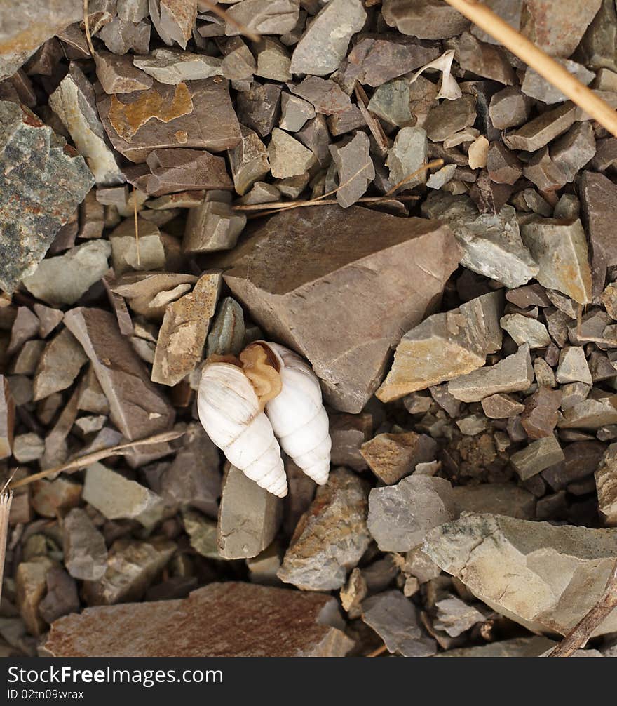 A couple of snail in the stones. A couple of snail in the stones