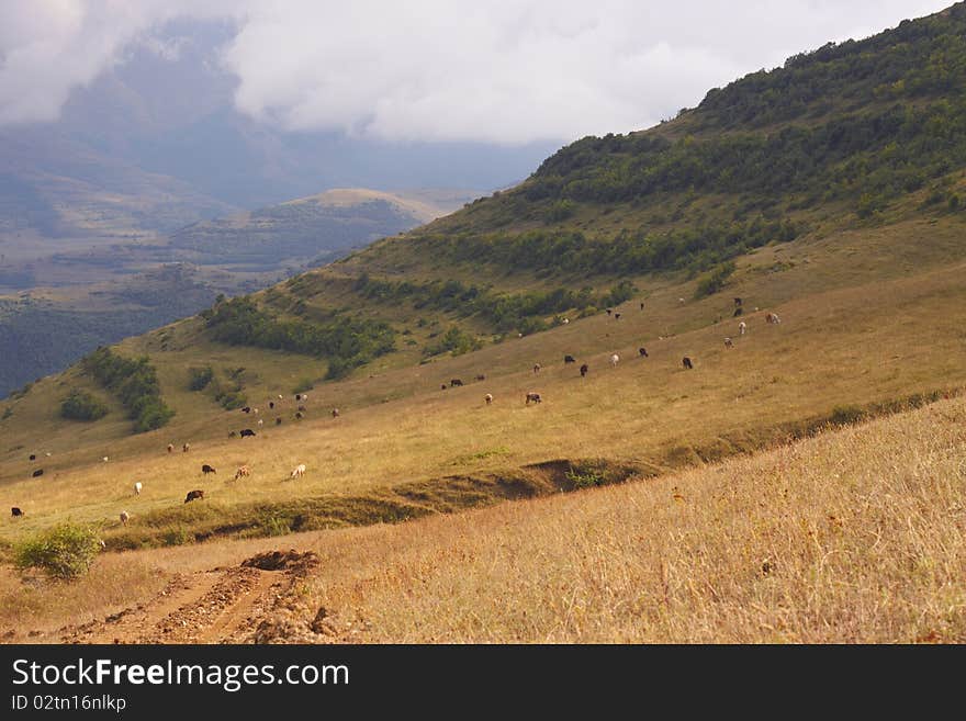 The cows are grazing on the gentle slope of mountain. The cows are grazing on the gentle slope of mountain