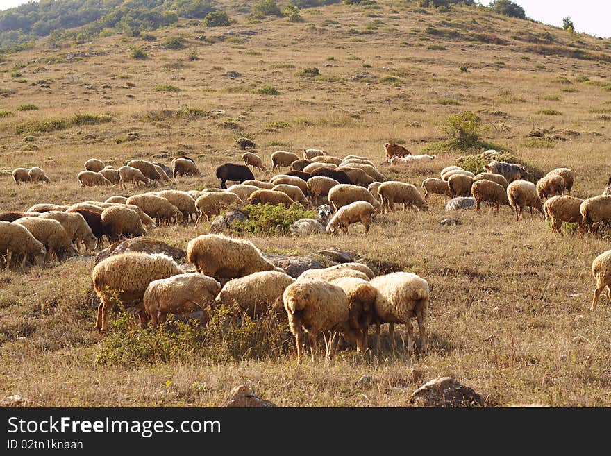 Herd of sheeps is grazing in the slope of mountaim, some trees in the distance. Herd of sheeps is grazing in the slope of mountaim, some trees in the distance